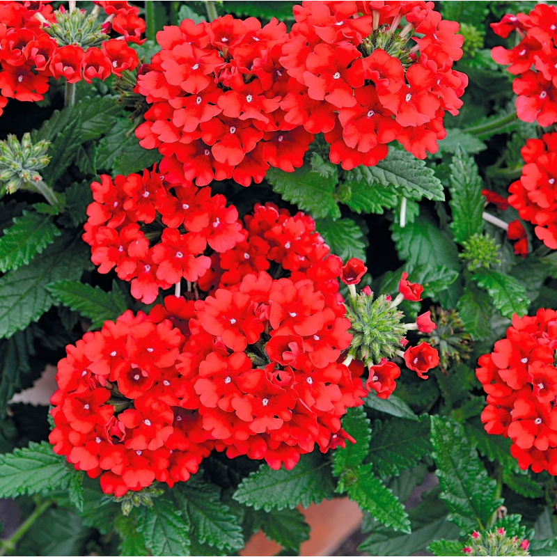 Verbena 