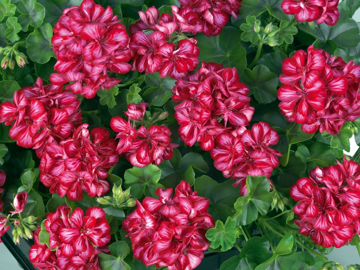 Muškáty - Pelargonie