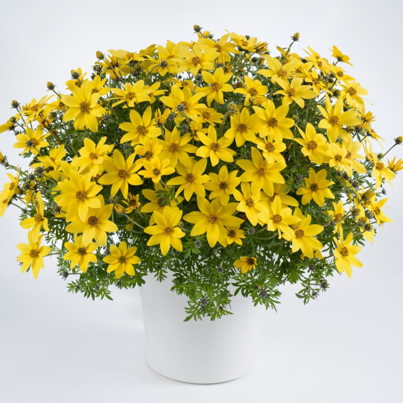 Bidens