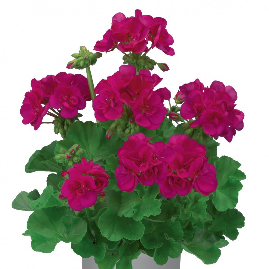 Muškáty - Pelargonie 