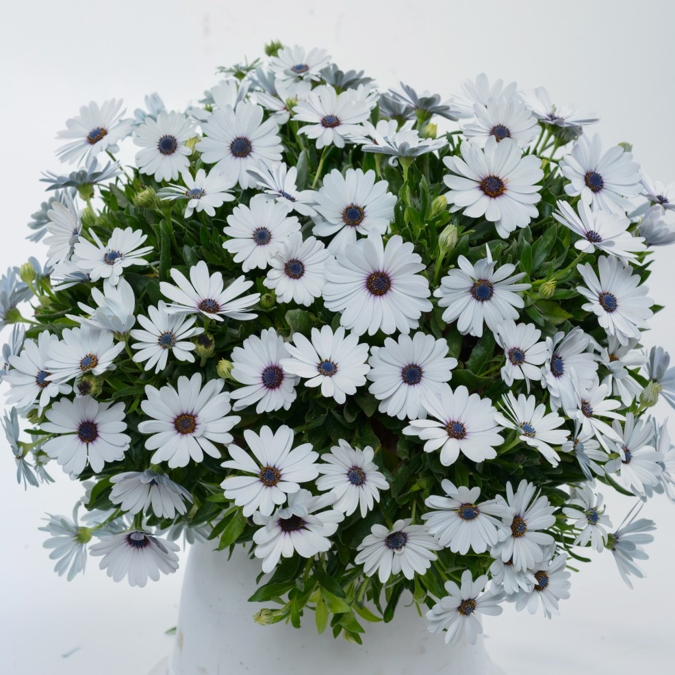 Paprskovka Osteospermum