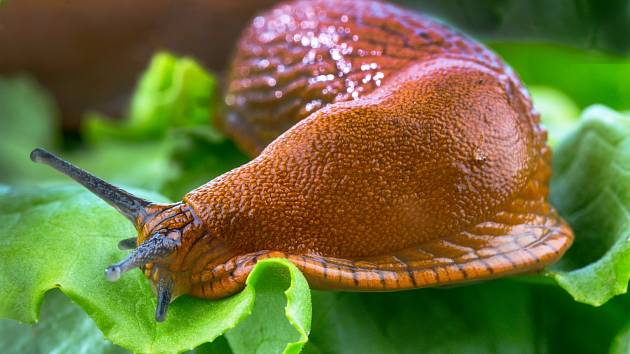 Proti slimákům  
