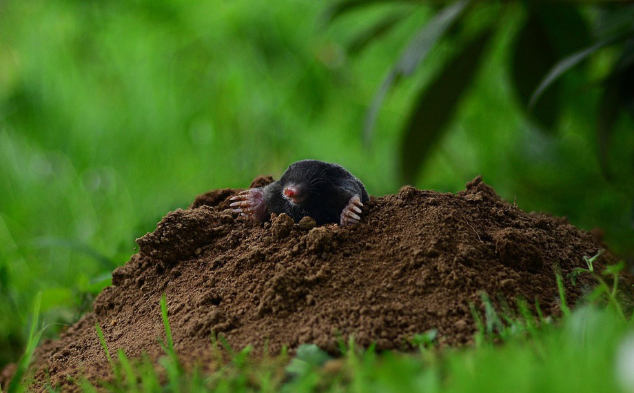 Proti krtkům, kunám a hrabošům 