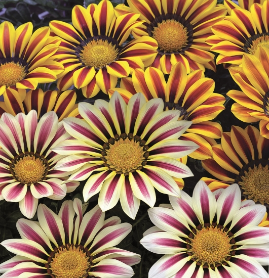 Nepřevislé - vzpřímené 