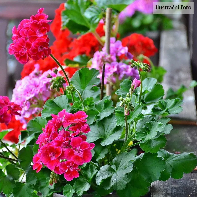 Muškát vzpřímený Rose Pink