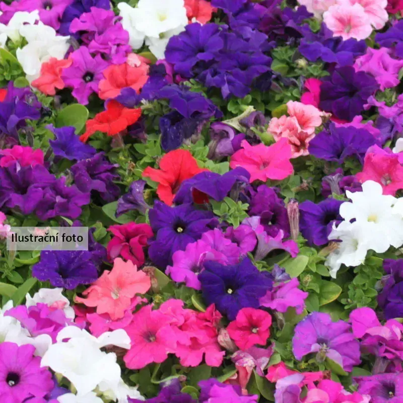 Petúnie Charms Violet Picotee