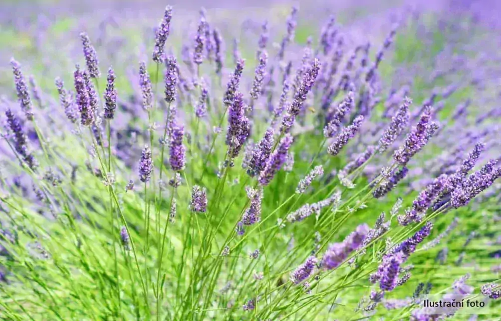 Levandule bílá WHITE SUMMER