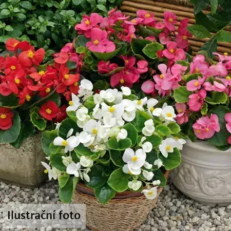 Begónie stálokvětá Hailey Yellow 