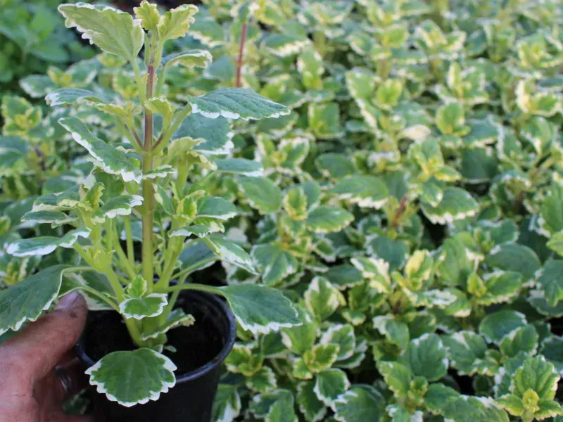 Plectranthus - Molice Golden Light