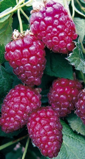 Malinoostružiník Tayberry