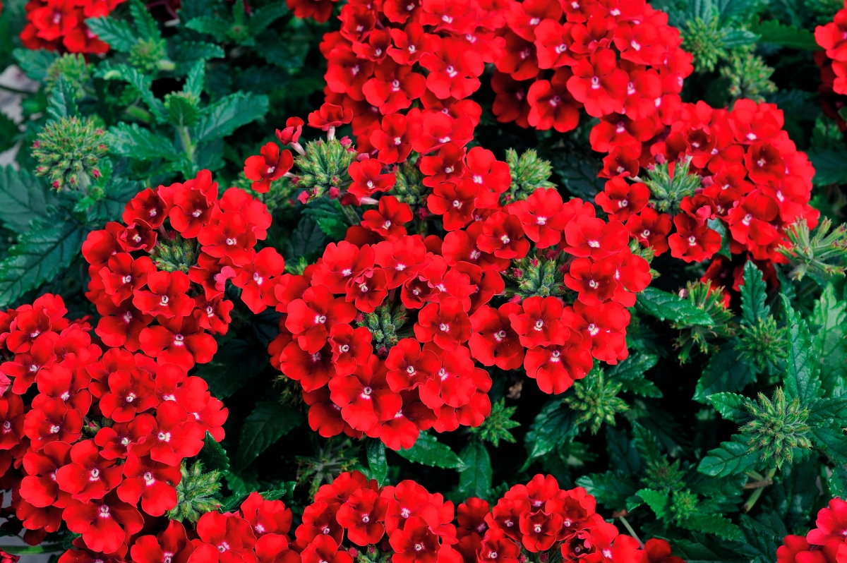 Verbena Eden Deep Red
