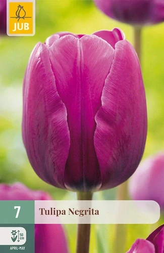Tulipán Negrita 7 ks