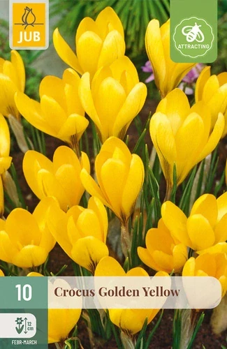 Krokus Golden Yellow 10 ks