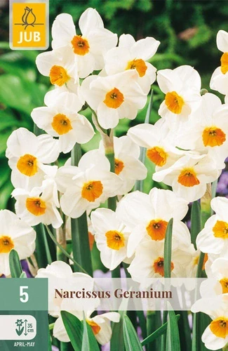 Narcis Geranium 5 ks