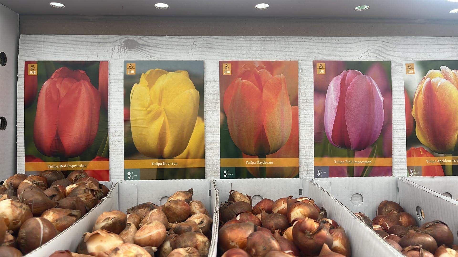 Box - Tulipán Darwin Hybrid