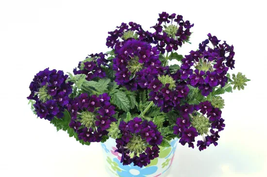 Verbena Purple Blue - Sporyš