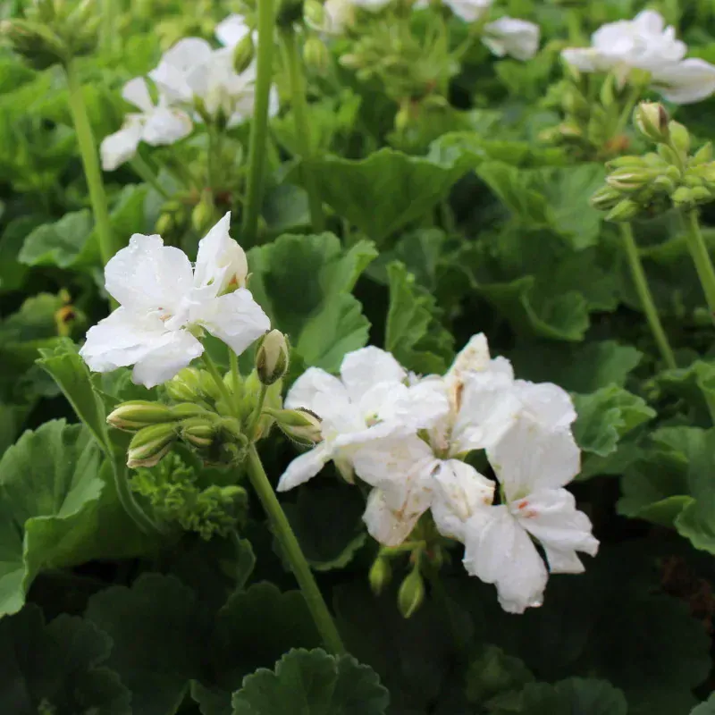 Muškát vzpřímený Chianti Pure white