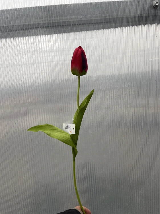 Plastová květina - Tulipán červený 48cm