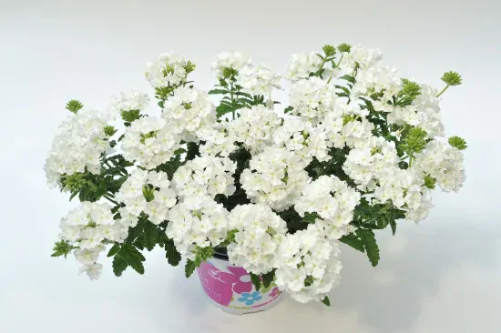 Verbena eden white -Sporyš