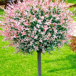 Vrba hakuro nishiki 150cm