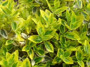 Brslen Fortuneův 'Emerald'n Gold'