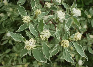 Svída bílá sibirica variegata se světlým okrajem