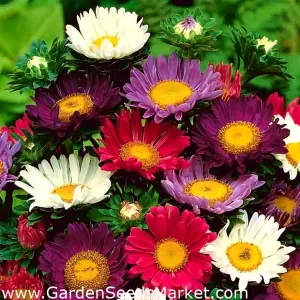 Astra vytrvalá - Hvězdnice křovitá