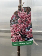 Sakura ozdobná Kanzan na kmínku