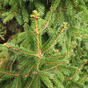 Smrk ztepilý Nidiformis 3l