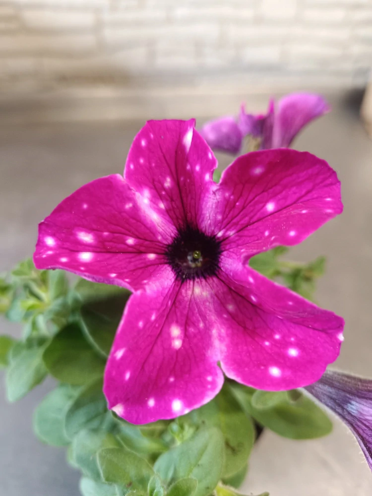 surfinie purple sparkling