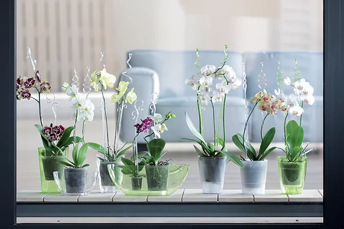 Podpěra pro květiny - orchidej Decor Orchid Stick 39cm transparentní zelená