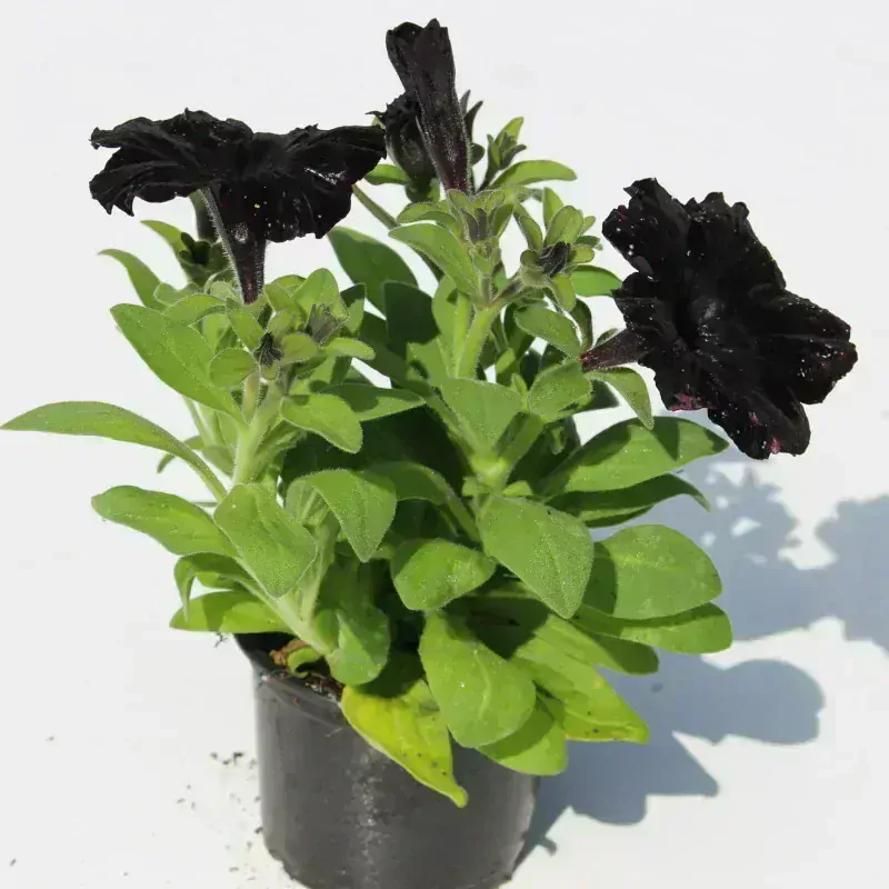 Petúnie 'Surprise Sparkling Burgundy'