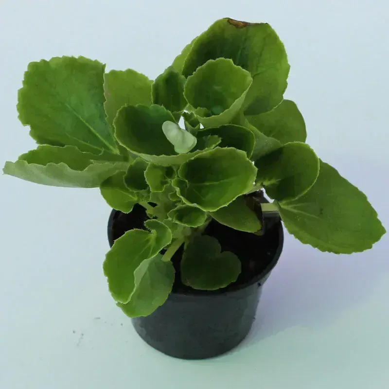 Begónie stálokvětá Hailey Yellow 