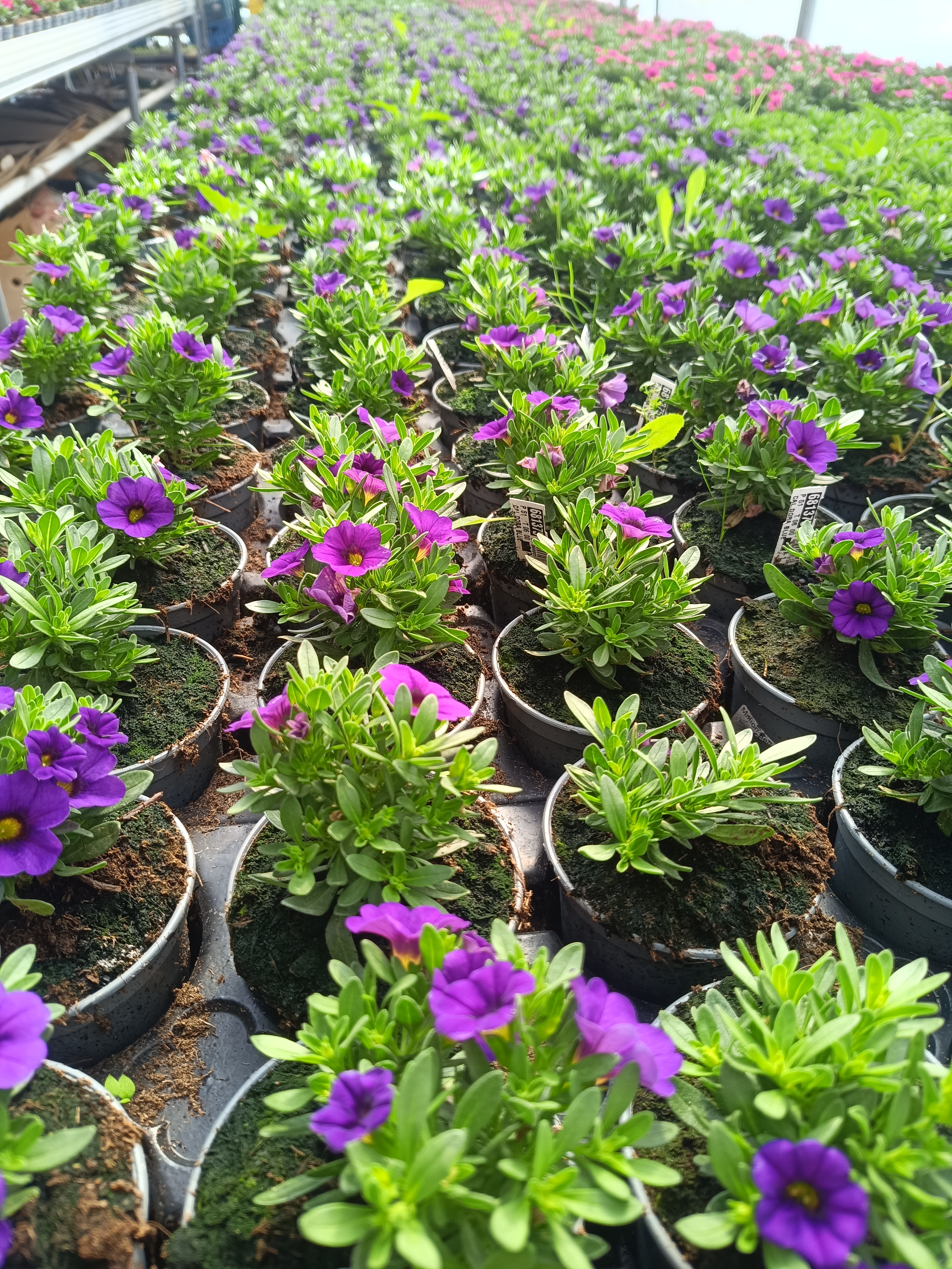 Million Bells Dora Blue