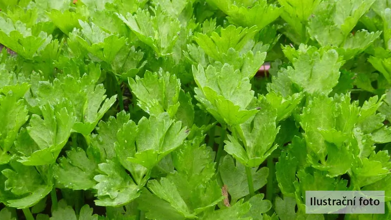 Celer listový Jemný