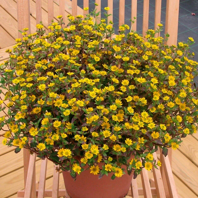 Sluníčko - Sanvitalia Talya Bright