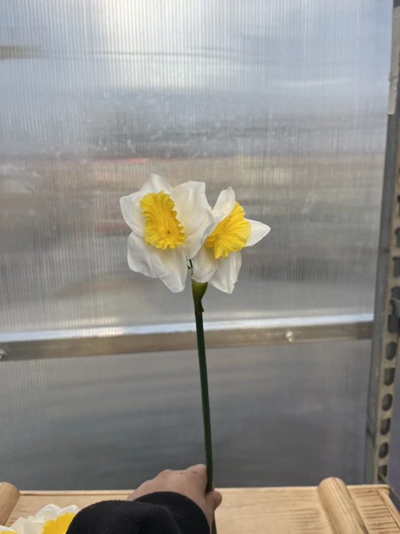 Umělá květina - Narcis bílo-žlutý 38cm