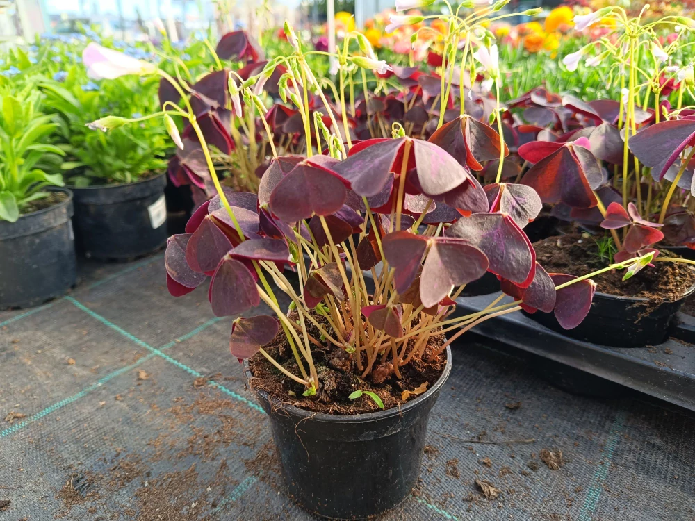 Oxalis vulcanicola 'Bora šťavel
