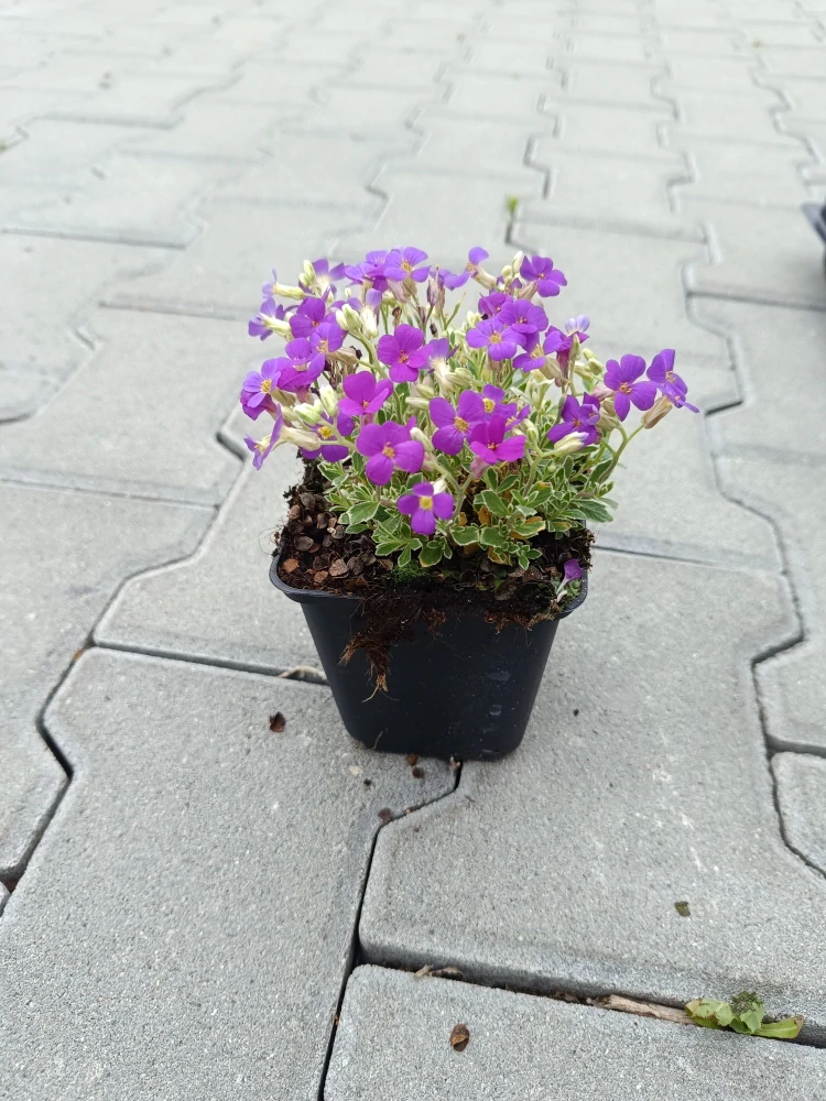 Tařička - Aubrieta argenteovariegata