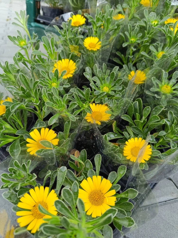 Hvězdička přímořská