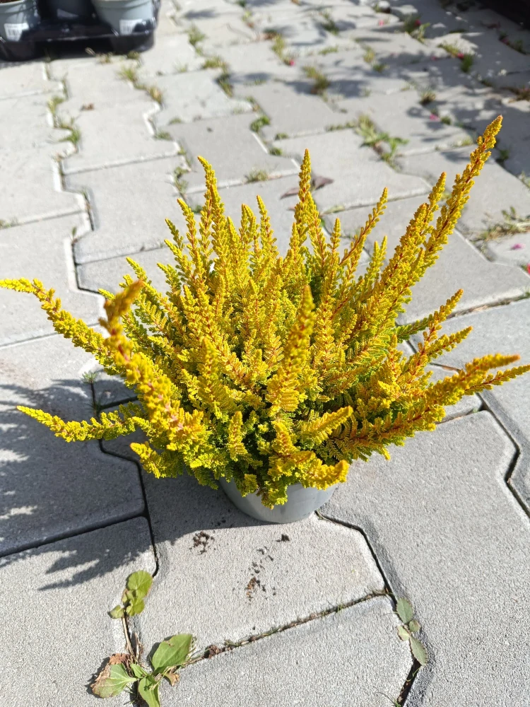 Vřes obecný 'zeta' nekvetoucí