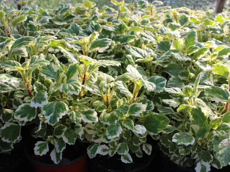 Střibrný vodopád Dichondra