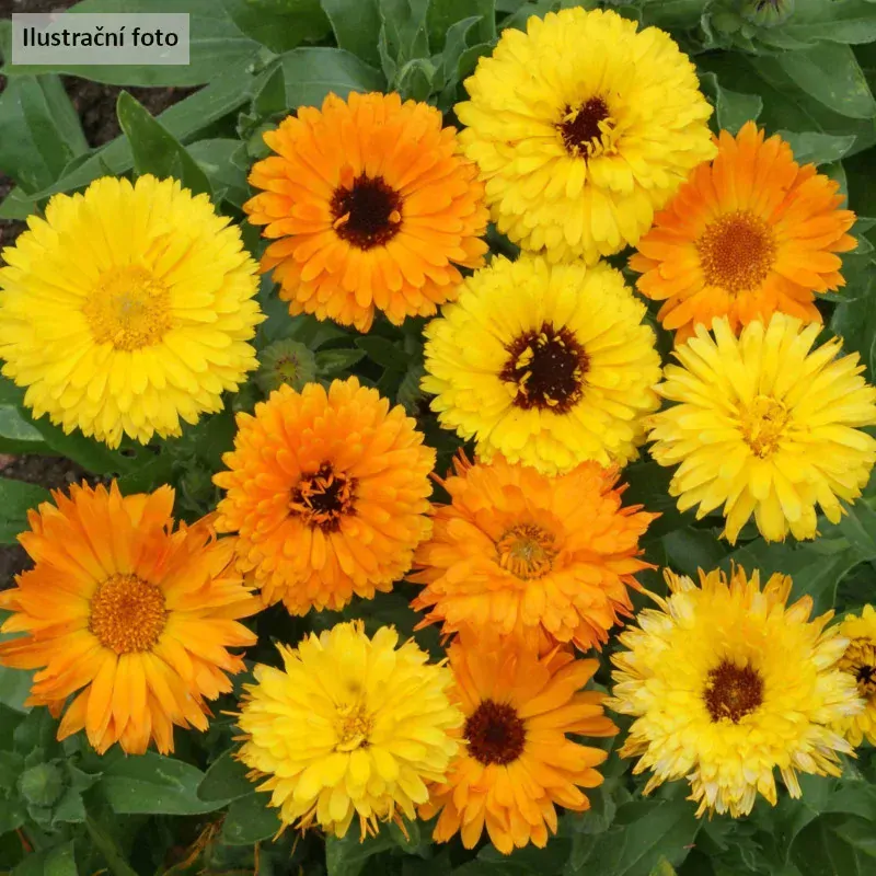 Měsíček lékařský - mix barev