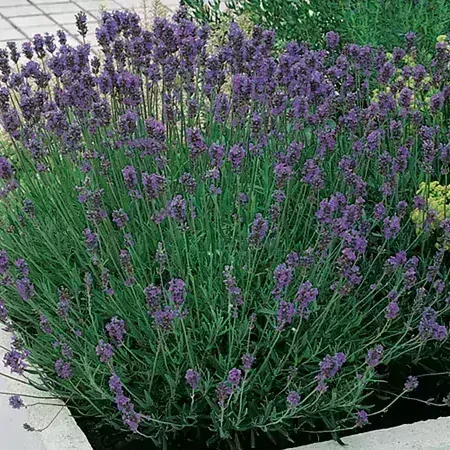 Levandule bílá WHITE SUMMER