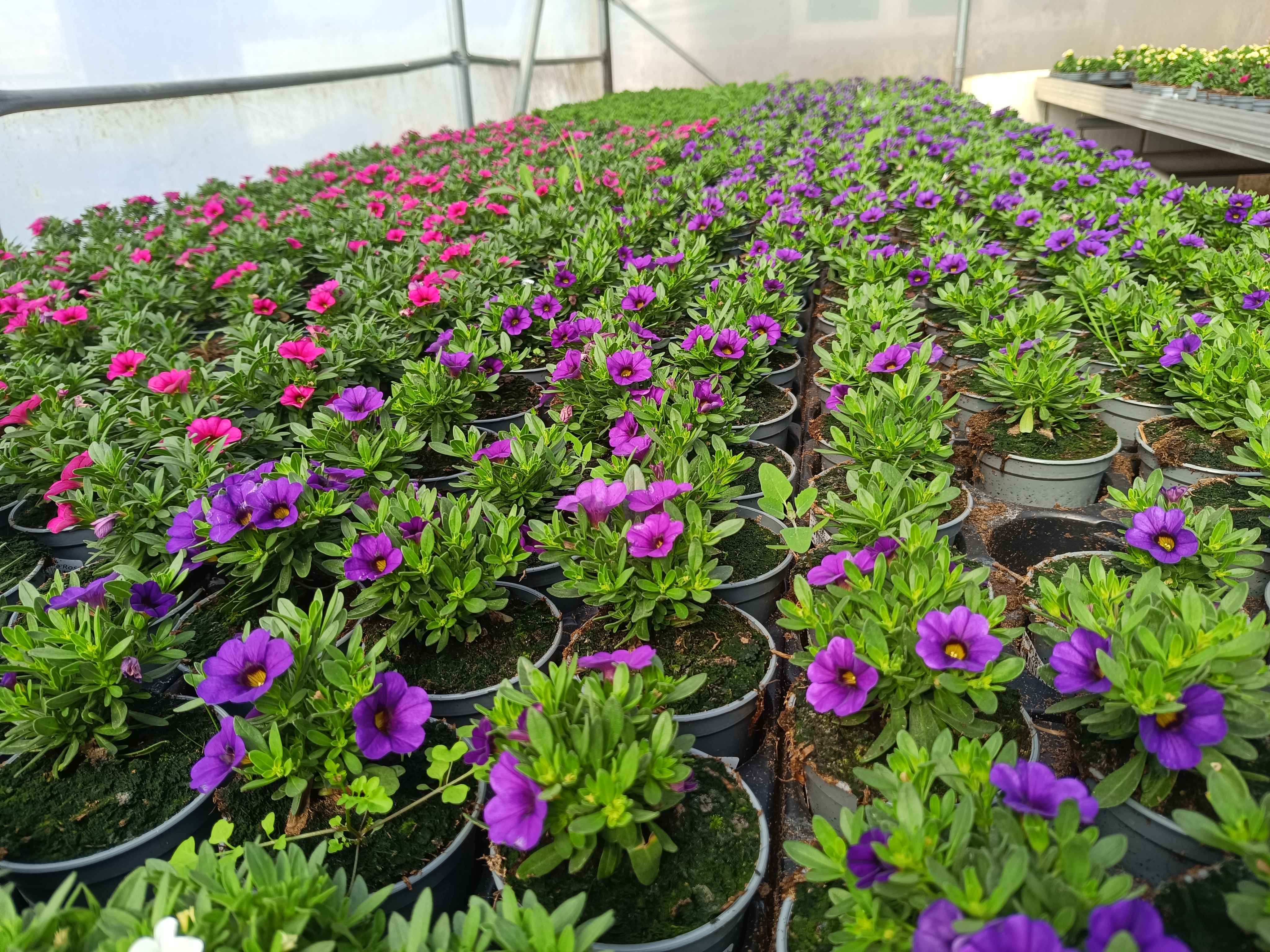 Million Bells Dora Blue