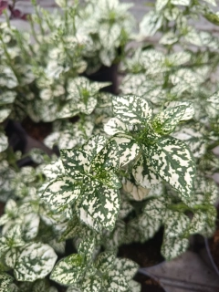 podrostovka listoklasá white