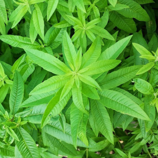Aloisie citronová, citronová verbena