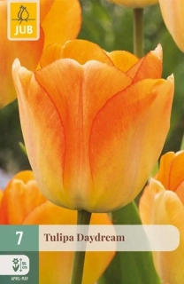Tulipán Daydream 7 ks