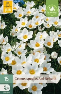 Krokus Ard Schenk 15 ks