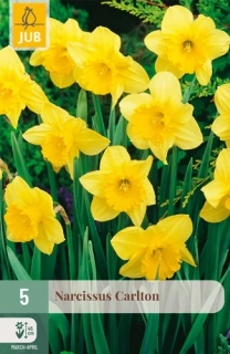 Narcis Carlton 5 ks